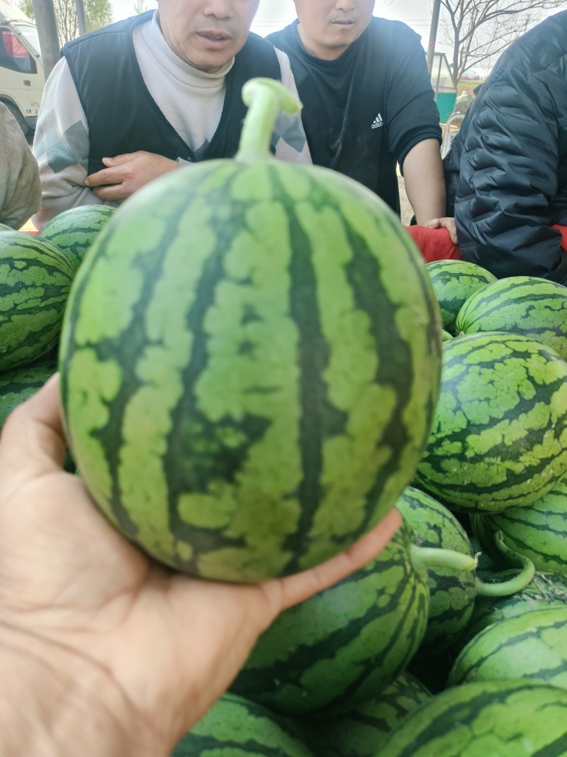 小糖丸西瓜安缴砀山西瓜种殖基地4月1日成熟上市皮薄脆甜！