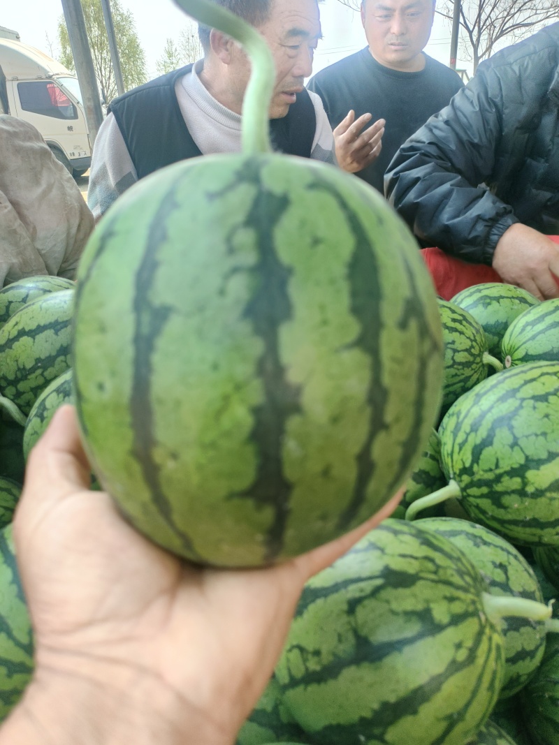 小糖丸西瓜安缴砀山西瓜种殖基地4月1日成熟上市皮薄脆甜！