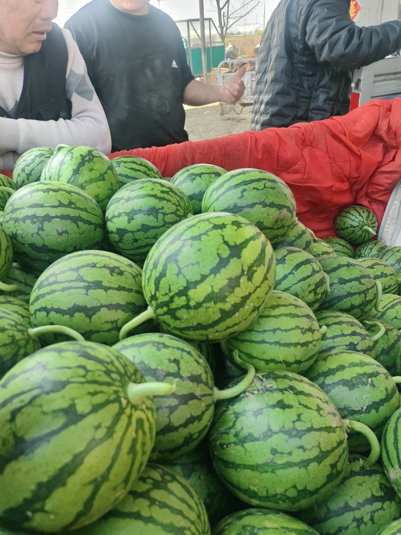 小糖丸西瓜安缴砀山西瓜种殖基地4月1日成熟上市皮薄脆甜！