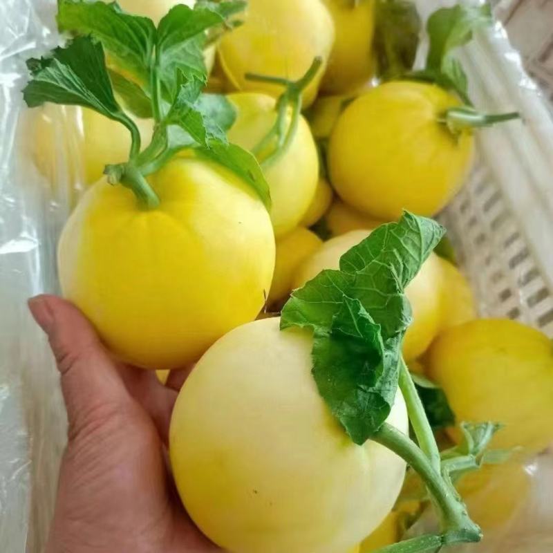 山东费县甜瓜星甜二十甜如蜜绿宝石对接超市市场