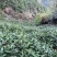 江西浮梁高山红茶首采嫩芽毛尖茶1斤装