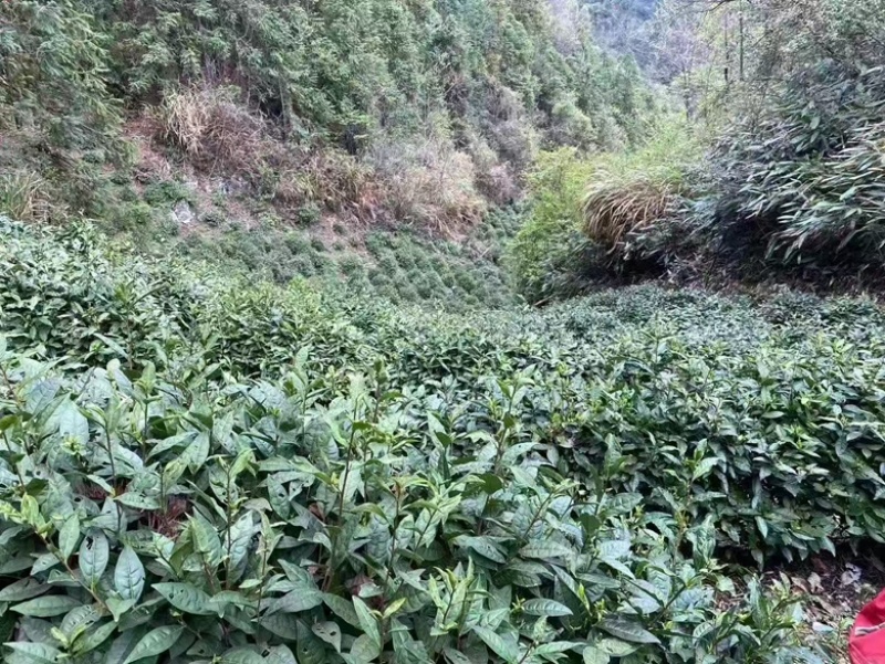 江西浮梁高山红茶首采嫩芽毛尖茶1斤装