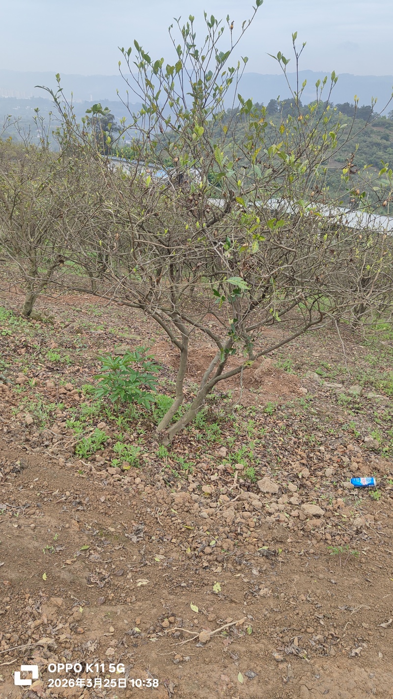 栀子花