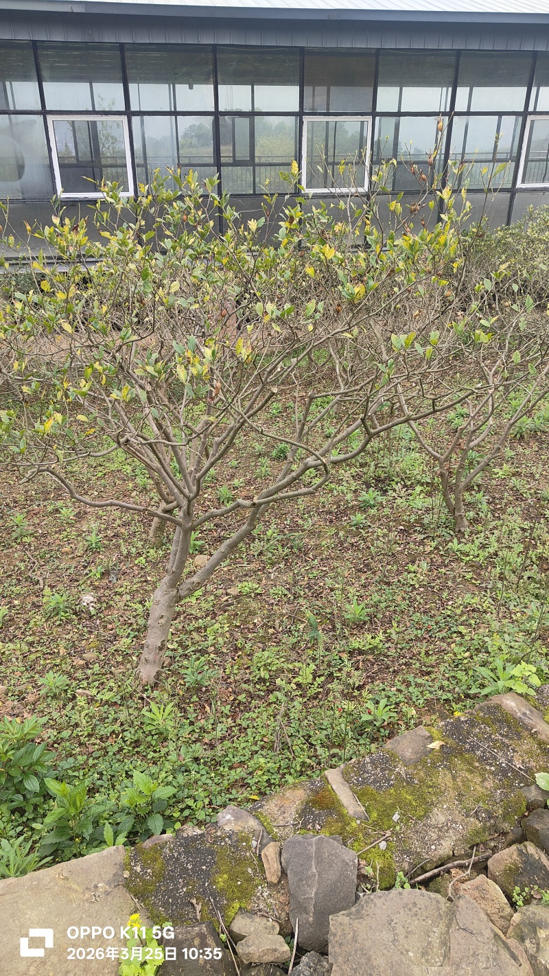 栀子花