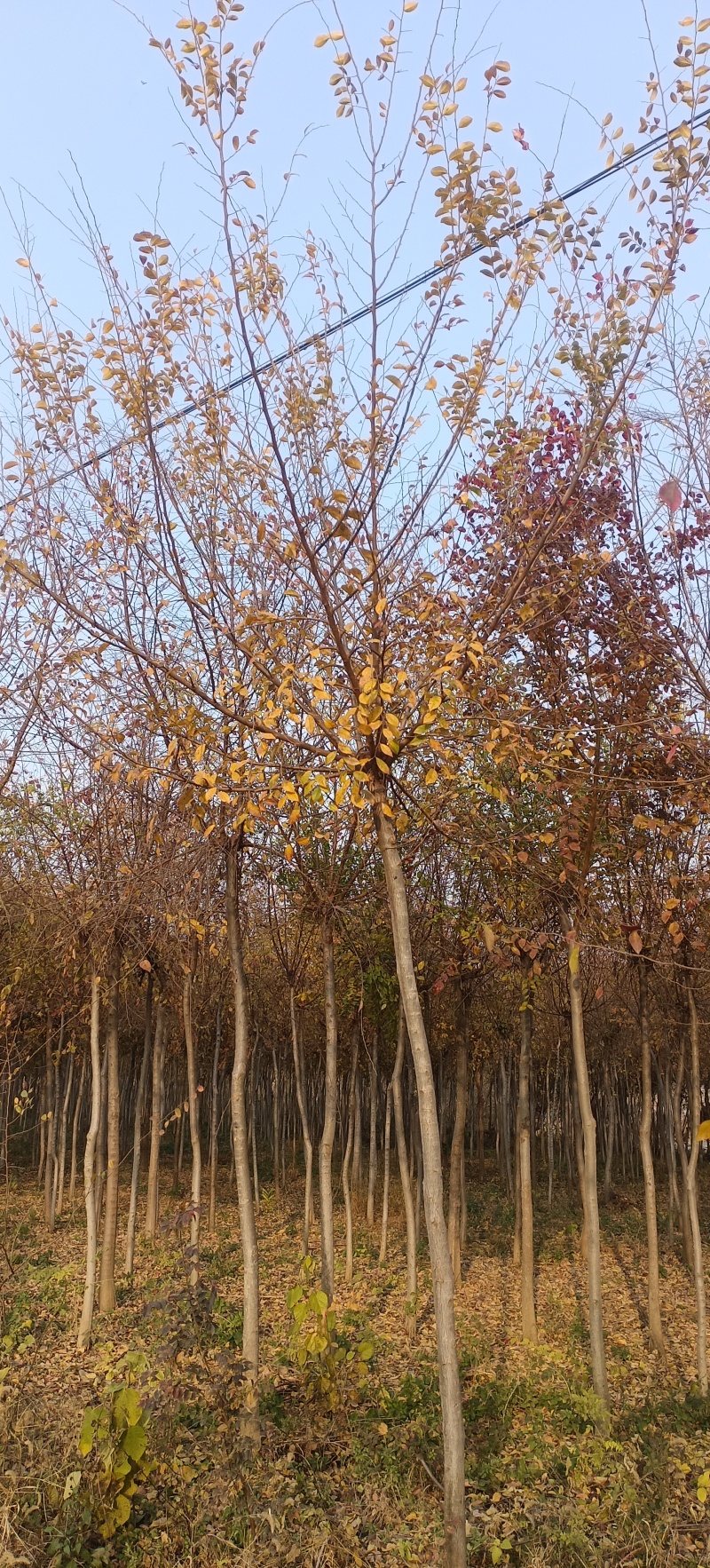 榔榆4~8公分