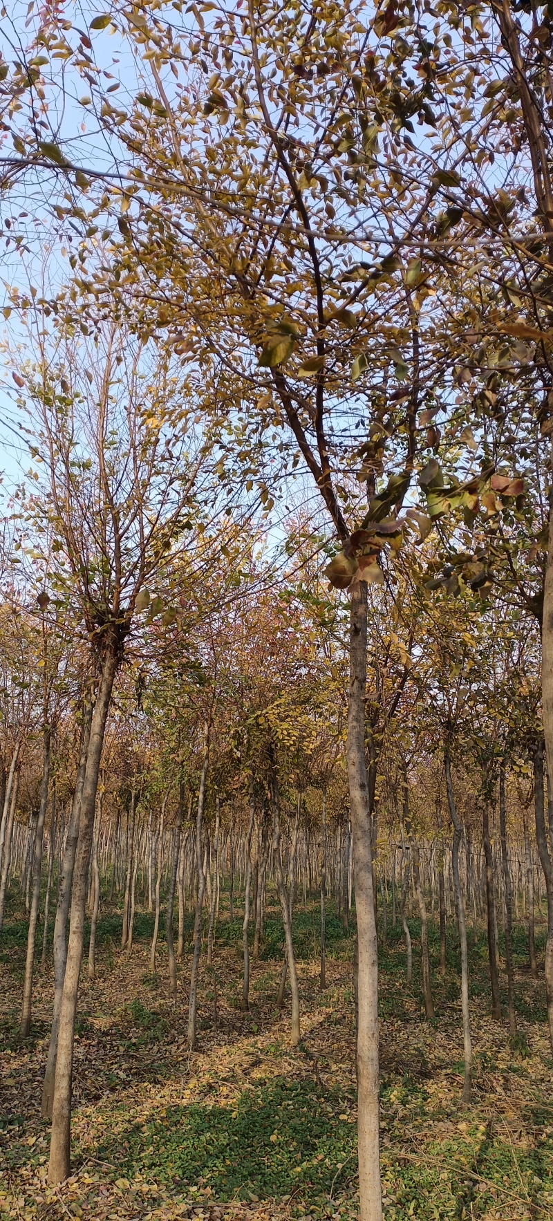榔榆4~8公分