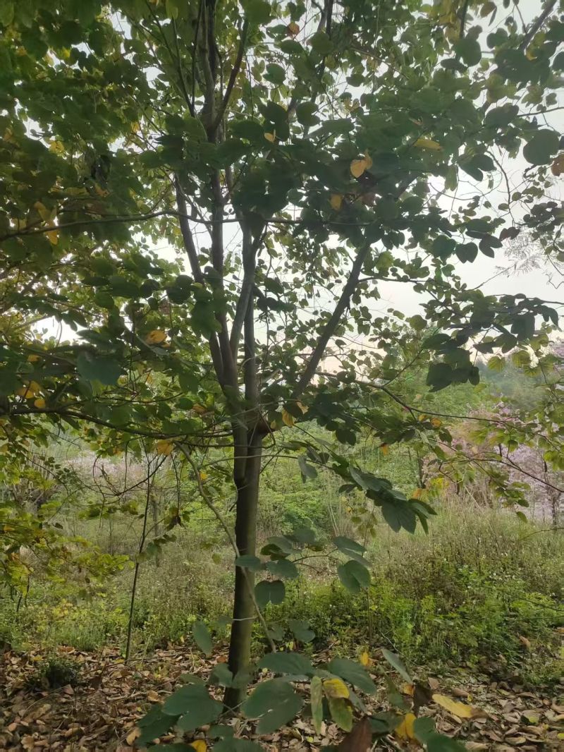 红花紫荆