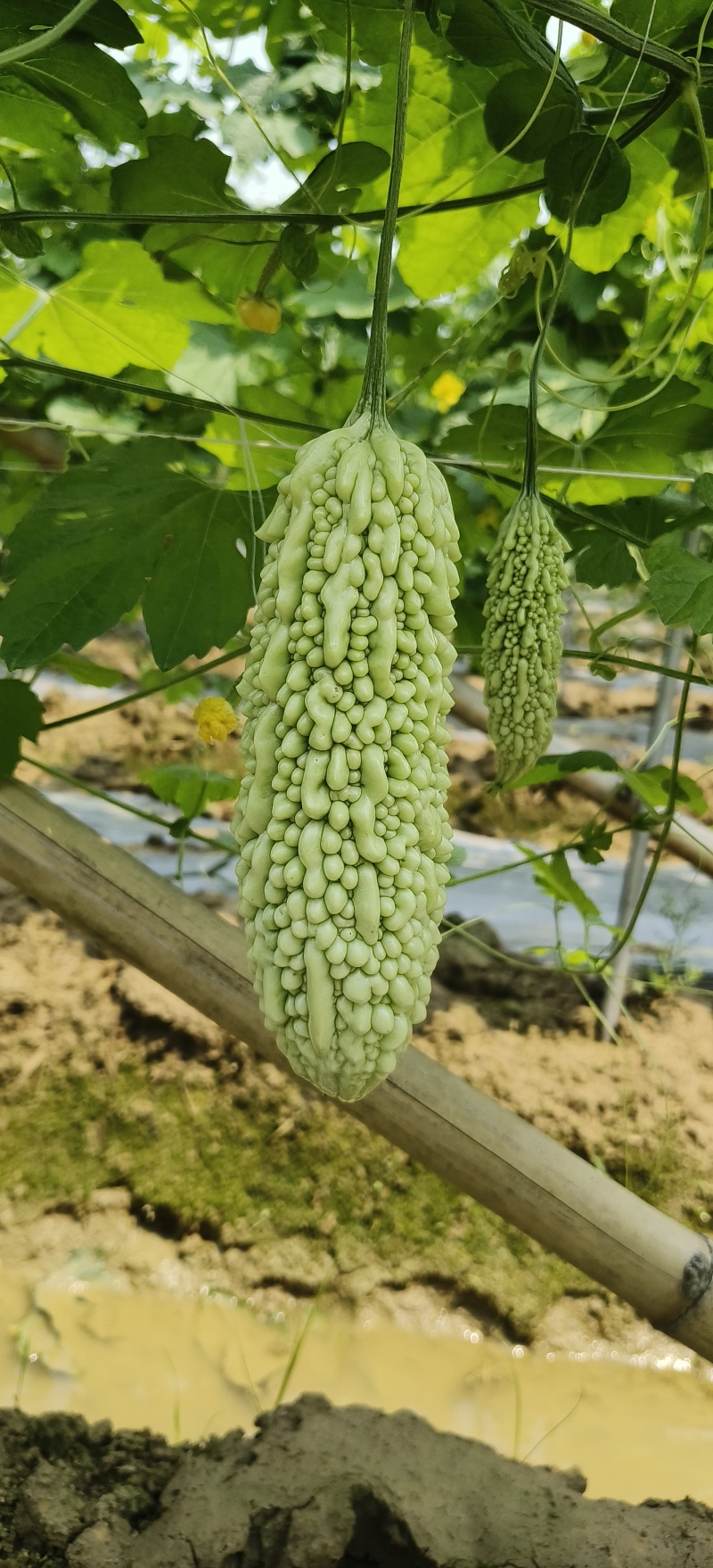 白珍珠瓜大量上市欢迎各地老板来考察