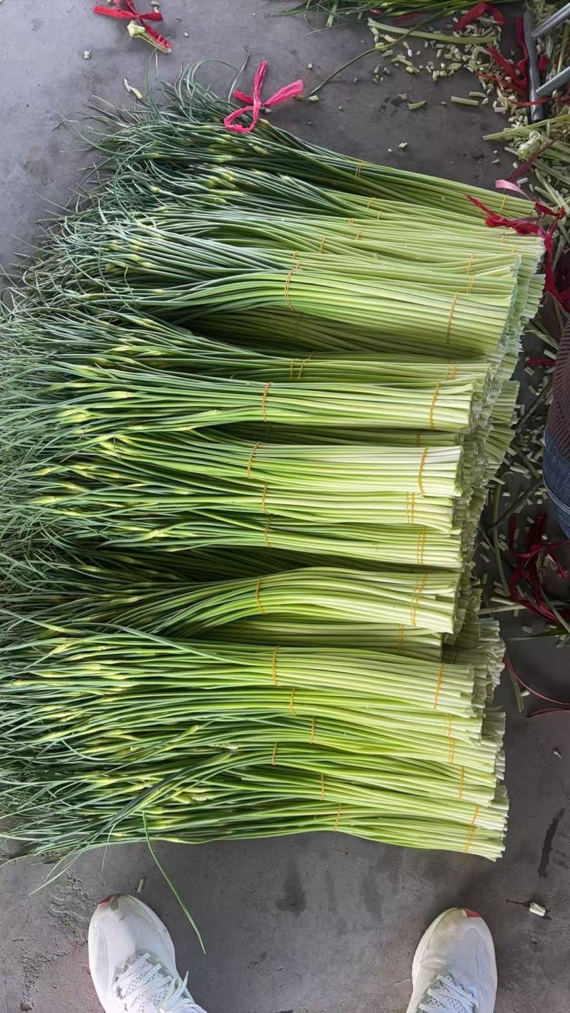 精品白帽蒜薹
