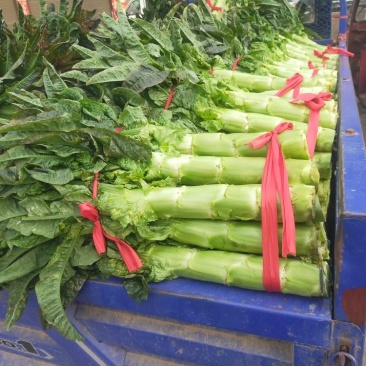 河南红尖叶莴笋已上市价格便宜质量好无空心
