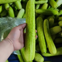 白黄瓜湖北黄瓜产地一手货源保质保量欢迎订购