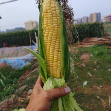 双色玉米太阳花玉米