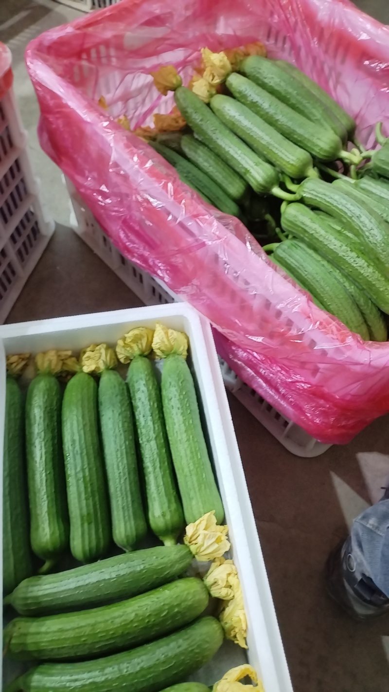 油皮丝瓜大量上市，质量一级。