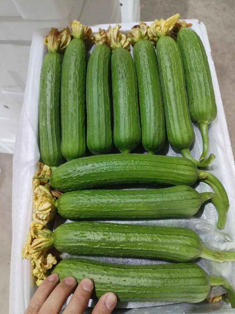 油皮丝瓜大量上市，质量一级。