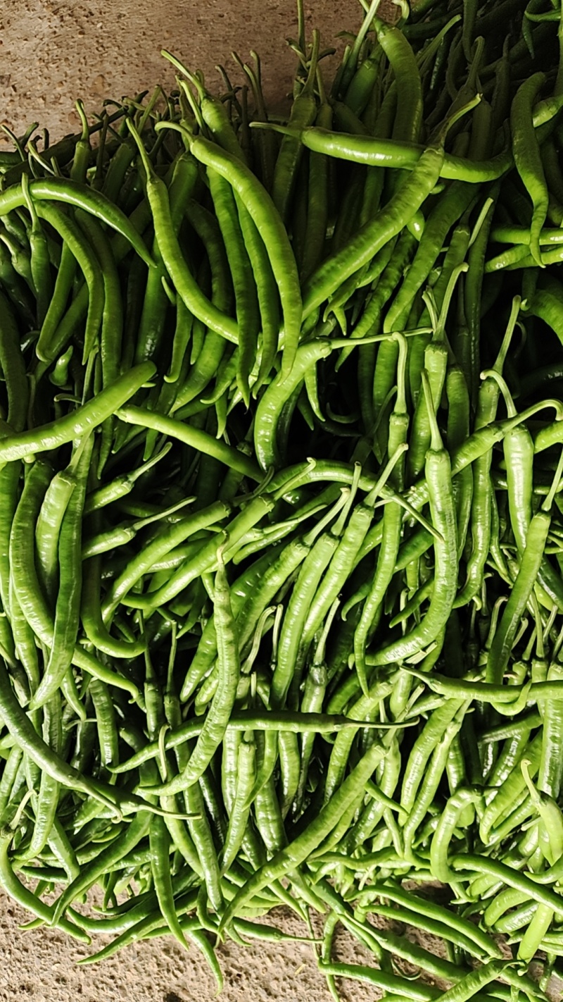 8号线椒