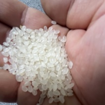 东北珍珠米大米圆粒