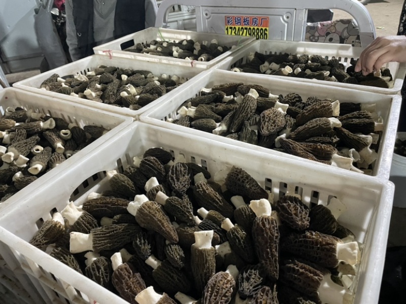 自己家种植的羊肚菌，欢迎老板合作