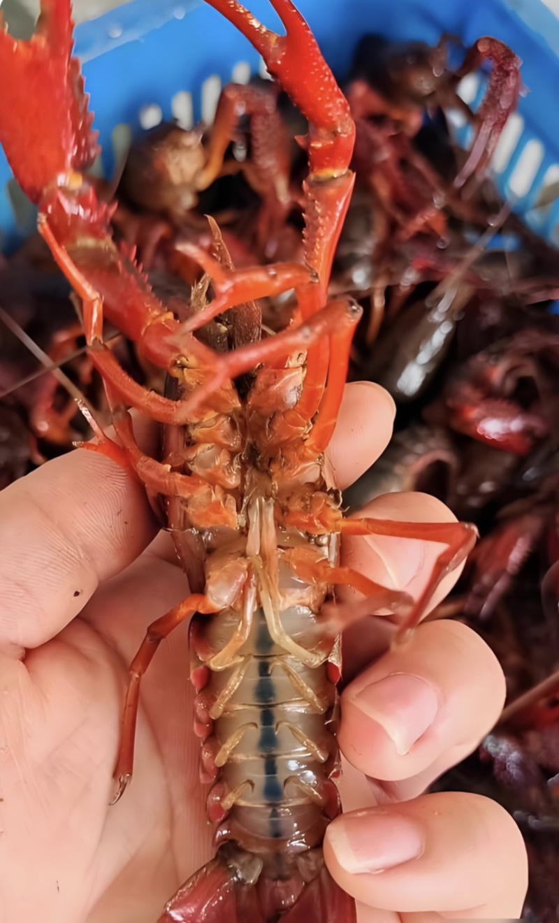 龙虾小龙虾