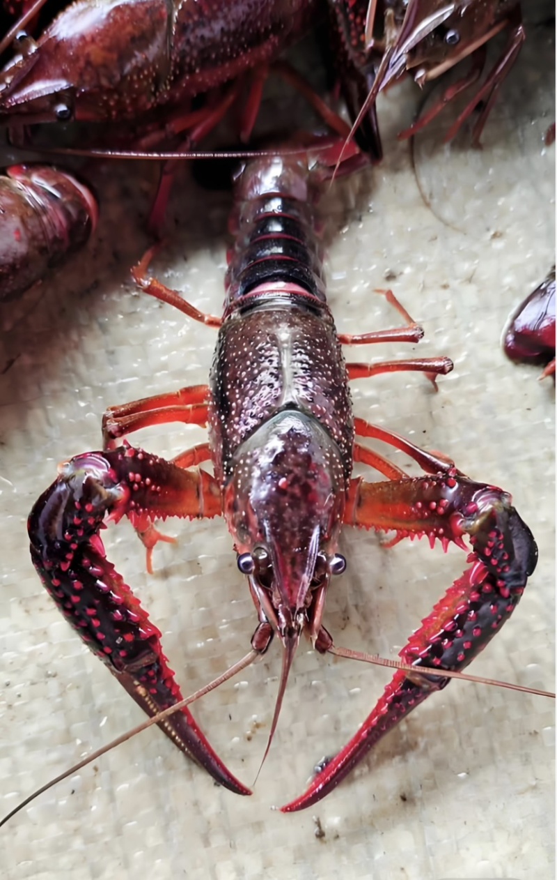 龙虾小龙虾