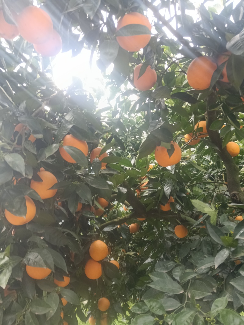 重庆奉节脐橙