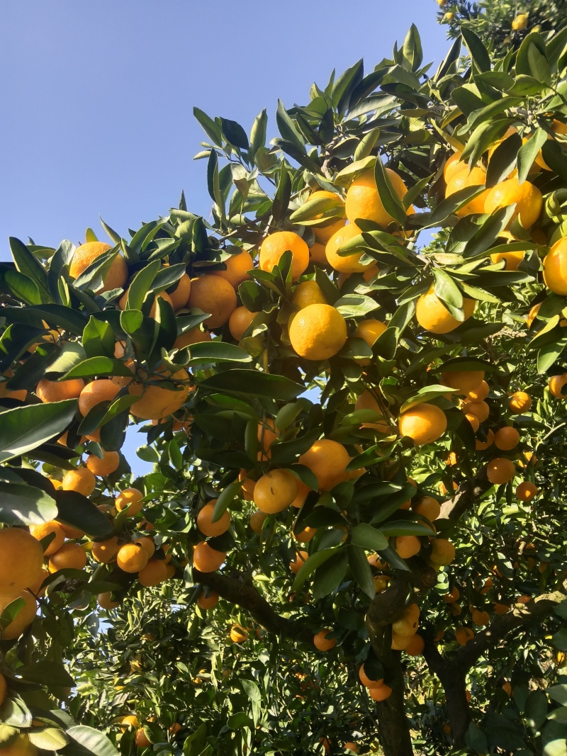 重庆奉节脐橙