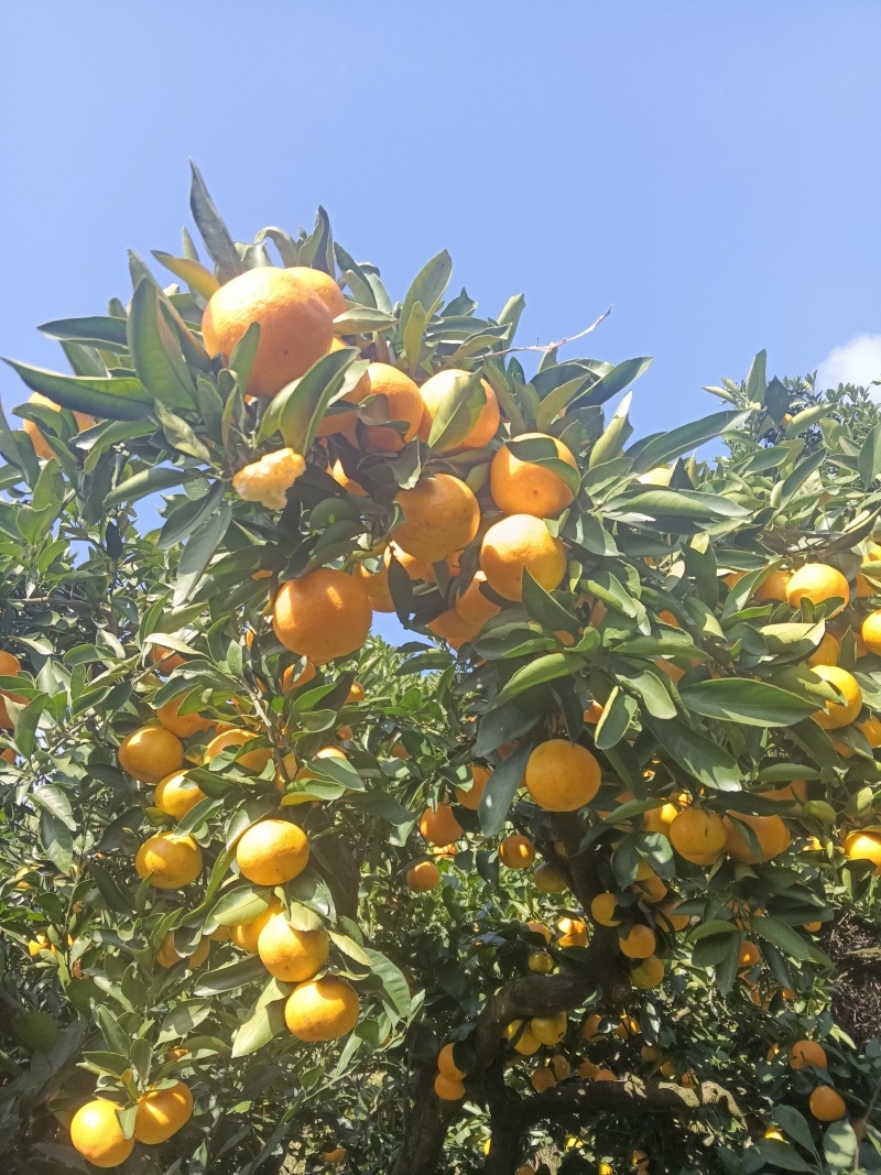 重庆奉节脐橙