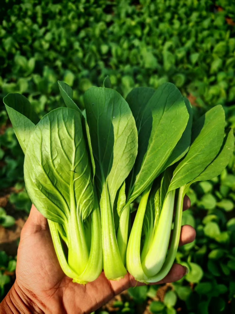 上海青/小青菜/产区直发/货源充足/欢迎采购