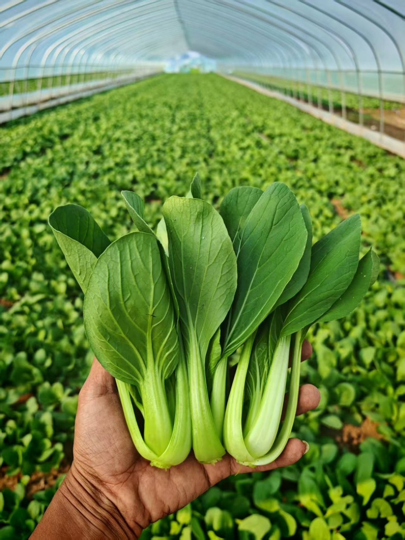 上海青/小青菜/产区直发/货源充足/欢迎采购