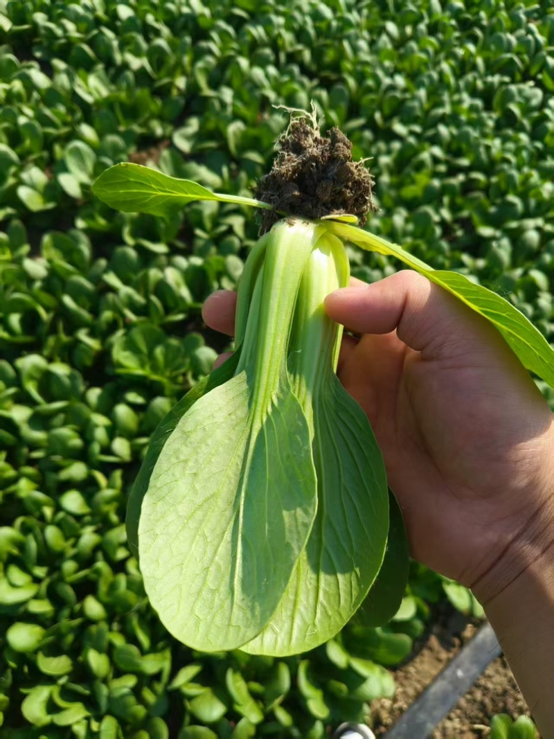 上海青/小青菜/产区直发/货源充足/欢迎采购