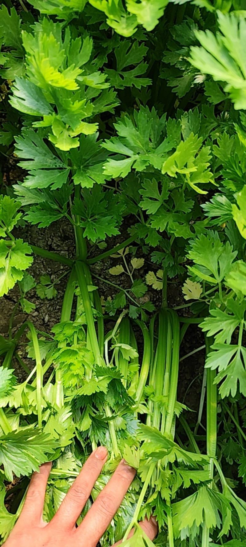 芹菜，西芹，香芹，嘉兴周边对接，可以上门看货