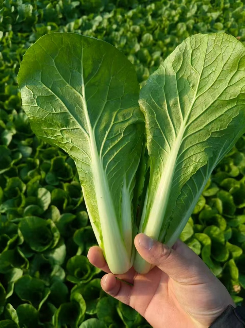 精品快菜产地直发，价格公道