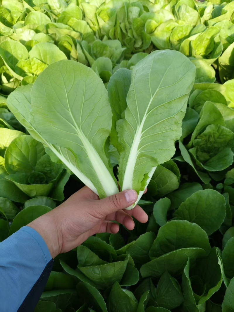 精品快菜产地直发，价格公道