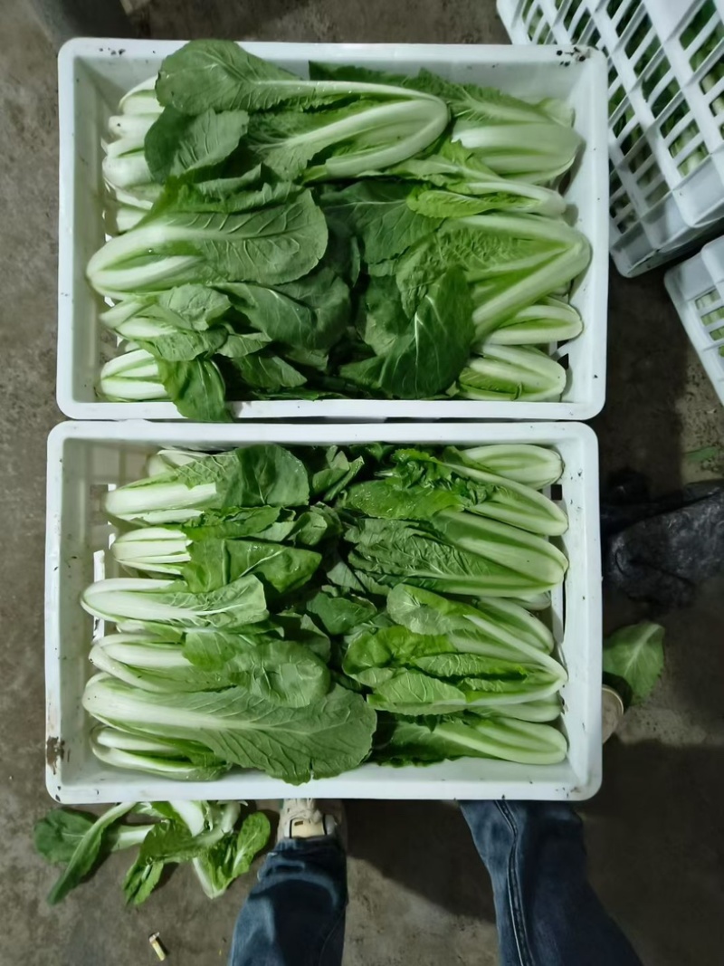 精品快菜产地直发，价格公道