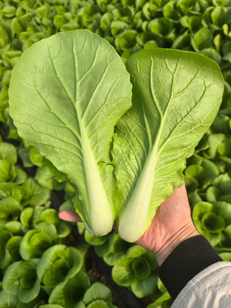 精品快菜产地直发，价格公道