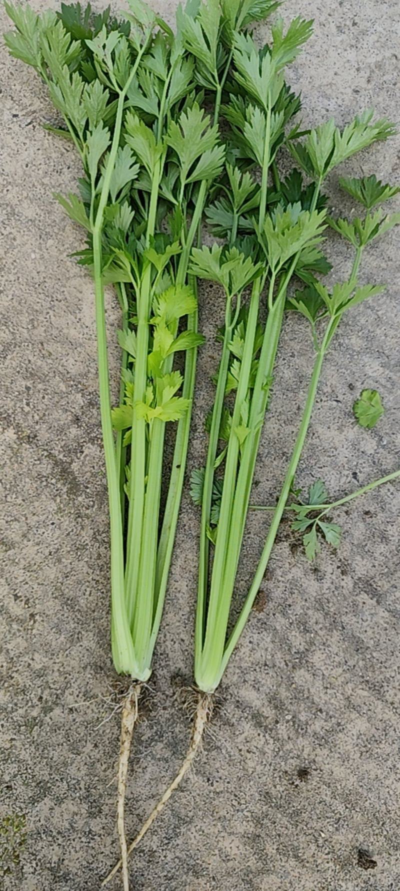 芹菜，西芹，香芹，嘉兴周边对接，可以上门看货