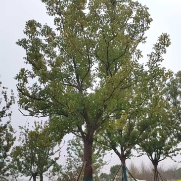 香樟树大量上市欢迎各位老板前来采购可视频看货