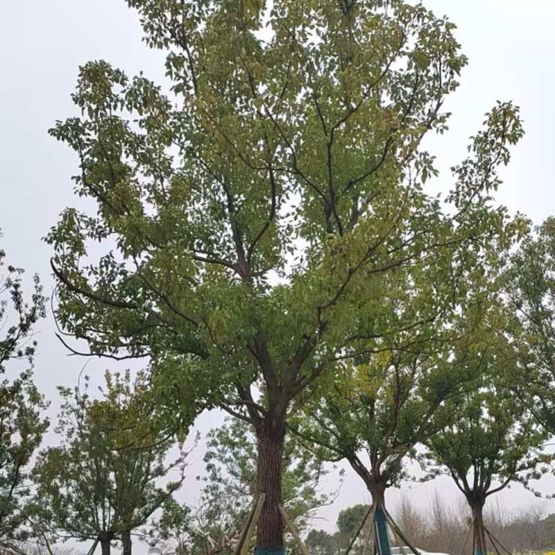 香樟树大量上市欢迎各位老板前来采购可视频看货