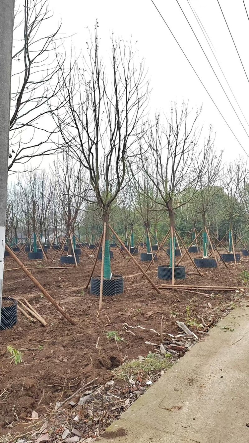 香樟树大量上市欢迎各位老板前来采购可视频看货