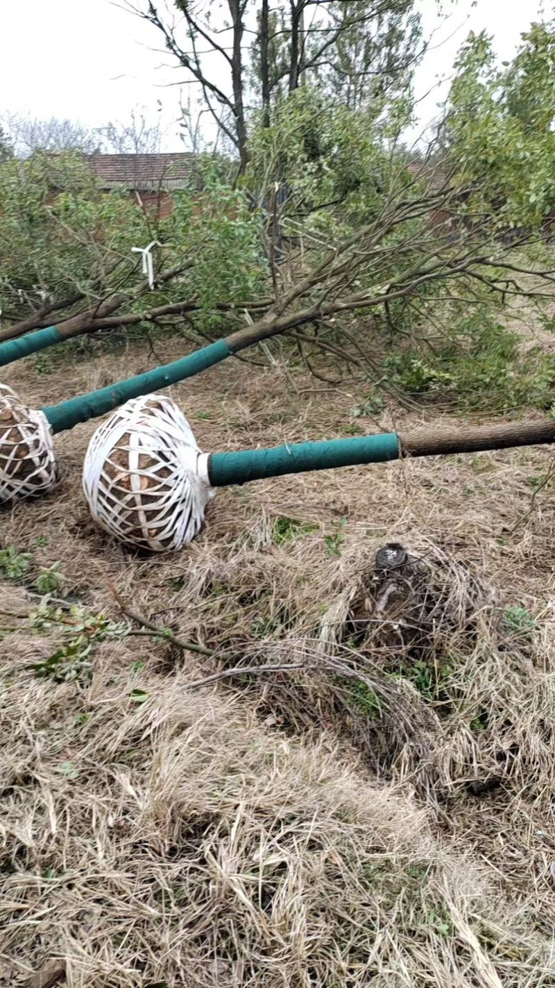 香樟树大量上市欢迎各位老板前来采购可视频看货