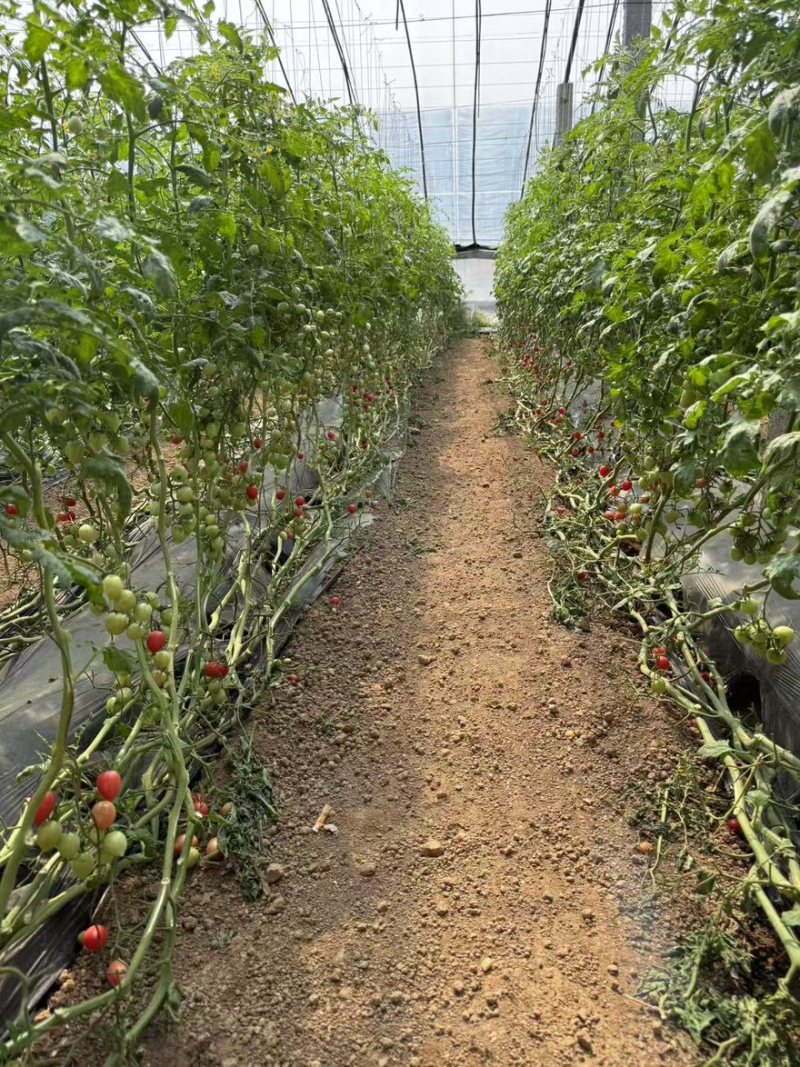 精品千禧圣女果产地一手货源全国发货量大价优
