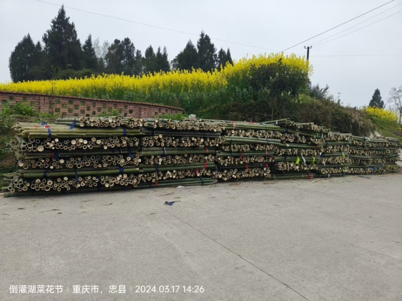 竹竿大小竹竿规格齐全厂家直供一手货源量大从优