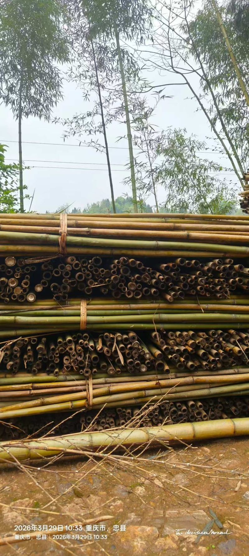 竹竿大小竹竿规格齐全厂家直供一手货源量大从优