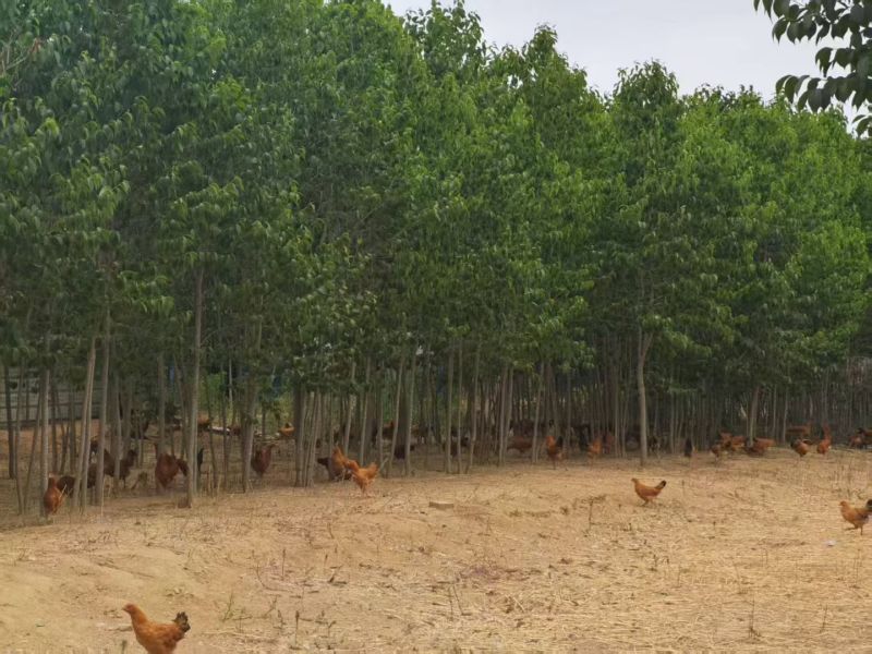 纯种琅琊鸡，母鸡，活鸡，一年鸡，纯散养，纯粮食喂养。