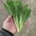 菜心菜苔/产区直发/货源充足/欢迎购买/新鲜发货