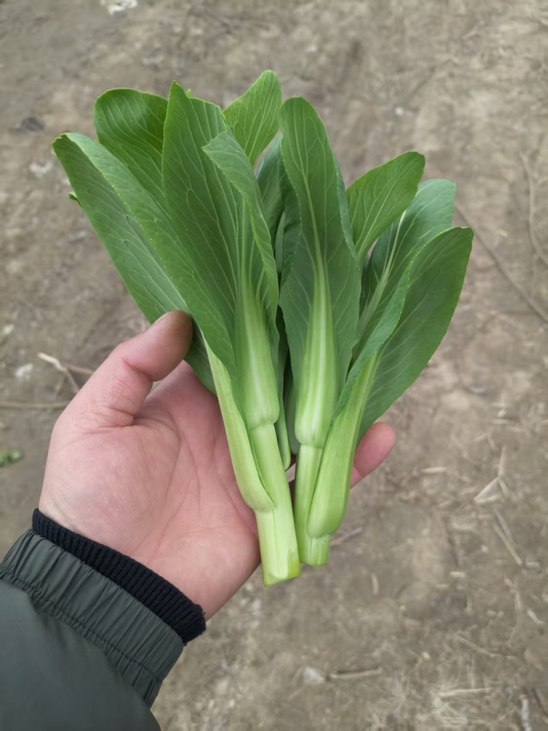 菜心菜苔/产区直发/货源充足/欢迎购买/新鲜发货