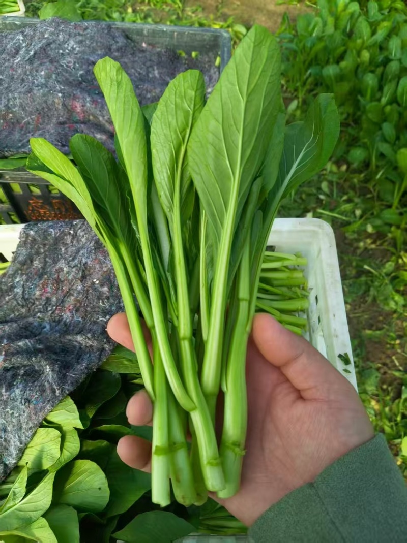 菜心菜苔/产区直发/货源充足/欢迎购买/新鲜发货