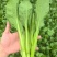 菜心菜苔/产区直发/货源充足/欢迎购买/新鲜发货