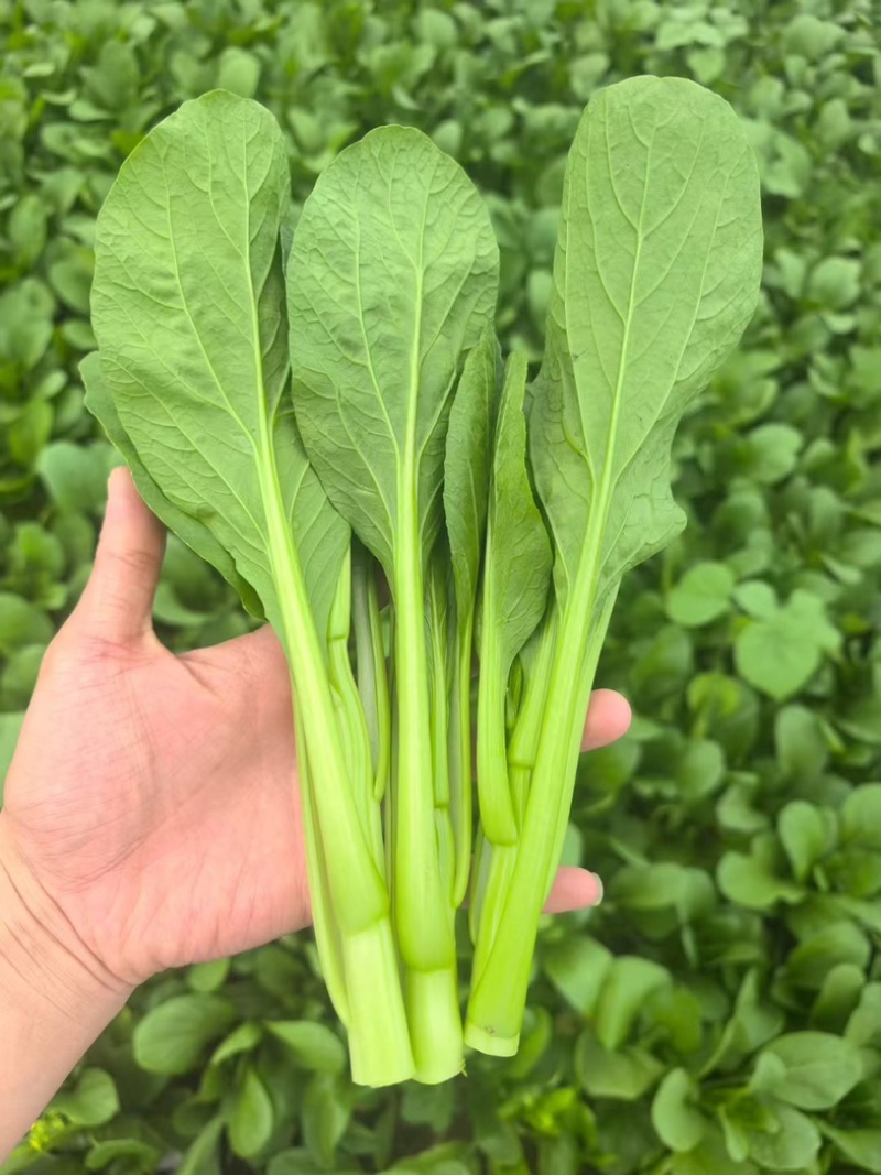 菜心菜苔/产区直发/货源充足/欢迎购买/新鲜发货
