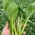 菜心菜苔/产区直发/货源充足/欢迎购买/新鲜发货
