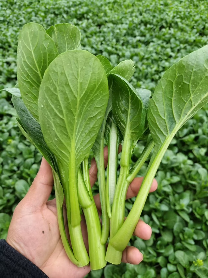 菜心菜苔/产区直发/货源充足/欢迎购买/新鲜发货